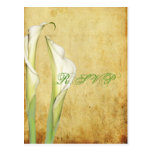 PixDezines Vintage Calla Lily Post Cards