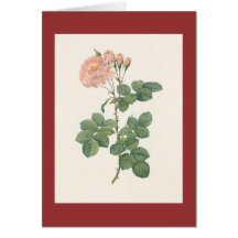 PJ Redoute - Rosa damascena aurora Greeting Card