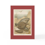 PJ Smith - FlatFish Greeting Cards