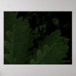 Placid Forest Print