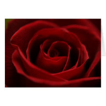 Placid Red Rose Blank Card