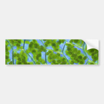 Plagiomnium Affine Plant Cells with Chloroplasts Bumper Stickers