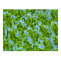 Plagiomnium Affine Plant Cells with Chloroplasts Postcards