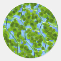 Plagiomnium Affine Plant Cells with Chloroplasts Sticker
