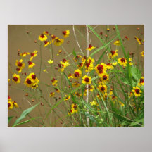 Plains Coreopsis Poster