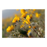 Plaisir de fleur sauvage photos sur toile