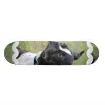Planche à roulettes mignonne de Boston Terrier
