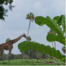 Plant and blue sky with giraffes in the background cut out