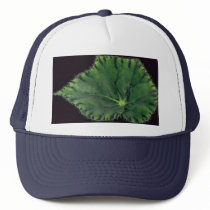 Plant Begonia Hat