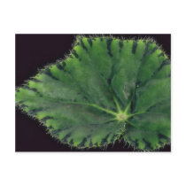Plant Begonia Postcard