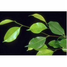 Plant Benjamina Photo Sculptures