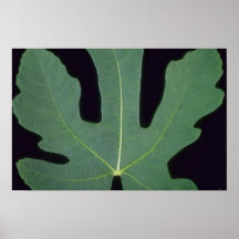 Plant Big Fig Poster