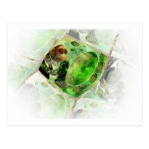 plant cell2 post cards