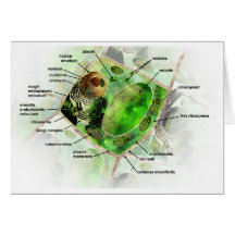 plant cell greeting cards