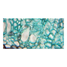 plant cells micrography picture card