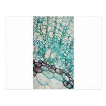 plant cells micrography post cards