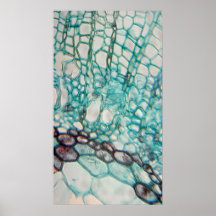 plant cells micrography poster