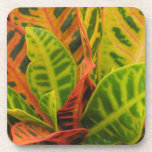 Plant Coaster