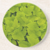 Plant/Flower Series---Sweet Potato Vine Coaster coasters