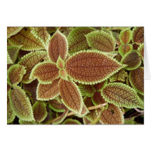 Plant from Hawaii Greeting Card