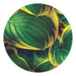 Plant - Hosta Leaves Stickers