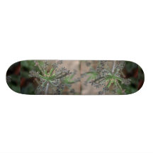 Plant Kalanchoe Skate Deck