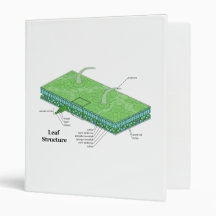 Plant Leaf Tissue Structure Diagram Vinyl Binders