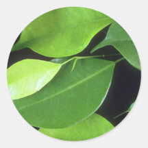 Plant Leafy Ben Stickers
