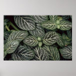 Plant Nerve Plant Print