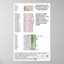 Plant Peptide Hormone Systemin Structure Diagram Poster