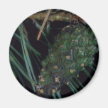 Plant Pine Cone Refrigerator Magnets