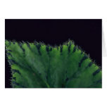 Plant Rex Begonia Cards