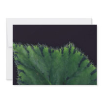 Plant Rex Begonia Announcement