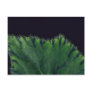Plant Rex Begonia Postcards
