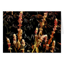 Plant Spikes Card