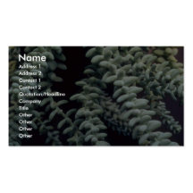 Plant Succulent Business Card