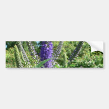 Plant With Purple Flowers Bumper Sticker