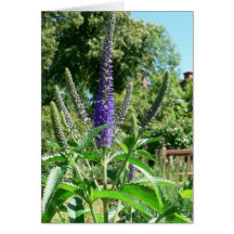 Plant With Purple Flowers Greeting Cards