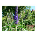 Plant With Purple Flowers Post Cards