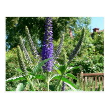 Plant With Purple Flowers Post Cards