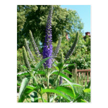 Plant With Purple Flowers Postcard
