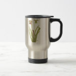 Plante carnivore - rubra de Sarracenia Tasse À Café