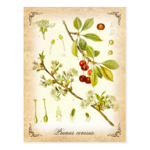 Plante de griotte - illustration vintage cartes postales