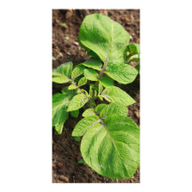Plante de pomme de terre carte avec photo