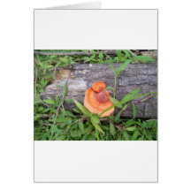 Plants, Costa Rica Cards
