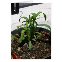 Plants Grass Greeting Cards