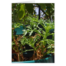 Plants Green Greeting Cards