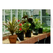 Plants in Greenhouse Card