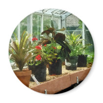 Plants in Greenhouse Magnets