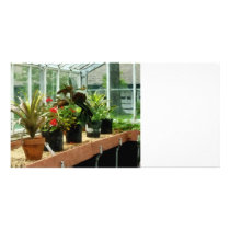 Plants in Greenhouse Photo Greeting Card
